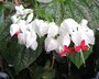 Clerodendrum thomsoniae - Bleeding Glorybower Bag Flower Bleeding Heart Vine