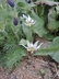 Erythronium albidum - White Dog's-Tooth Violet White Fawn Lily White Trout Lily