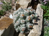 Escobaria sneedii var. leei - Sneed's Pincushion Cactus Lee's Pincushion Cactus