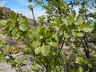 Fraxinus anomala - Single Leaf Ash Utah Ash