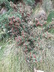 Paxistima myrsinites - Mountain Lover Oregon Boxwood Oregon Boxleaf Goatbrush