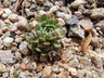 Rosularia globulariifolia