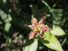 Tricyrtis latifolia - Early Toad Lily