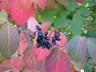 Viburnum carlesii - Korean Spice Viburnum
