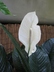 Spathiphyllum 'Gorgusis No. 1' [sold as Sensation (R)] - Peace Lily Spathe Flower