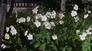 Anemone x hybrida 'Honorine Jobert' - Japanese Anemone