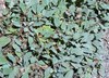 Salvia multicaulis - Many Stemmed Sage False Whorled Sage