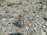 Sclerocactus glaucus - Uinta Basin Hookless Cactus