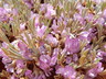 Astragalus tridactylicus - Foothill Milkvetch