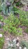 Salvia coahuilensis - Coahuila Sage