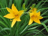 Hemerocallis dumortieri - Dumortier's Daylily