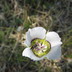 Calochortus gunnisonii - Gunnison's Mariposa Lily