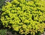Eriogonum umbellatum var. porteri - Porter's Sulphur Flower