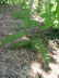 Sorbus fruticosa - Mountain Ash Rowan