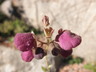 Calceolaria arachnoidea - Capachito Slipper Flower