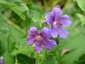 Geranium x magnificum - Purple Cranesbill
