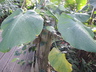 Philodendron rugosum - Pigskin Philodendron