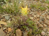 Castilleja puberula - Alpine Paintbrush Shortflowered Indian Paintbrush