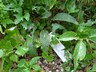 Pyrrocoma crocea - Curlyhead Goldenweed