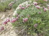 Trifolium parryi - Parry's Clover