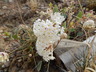 Abronia elliptica - Fragrant White Sand Verbena