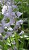 Hyacinthoides hispanica - Spanish Bluebells Wood Hyacinth