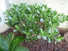 Crassula ovata - Jade Plant Japanese Rubber Plant Japanese Laurel Jade Tree