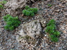 Saxifraga juniperifolia - Saxifrage Juniper Rockfoil