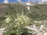 Cirsium scopulorum - Alpine Thistle Mountain Thistle