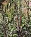 Pennisetum glaucum 'Purple Majesty' - Ornamental Millet Pearl Millet