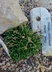 Phemeranthus spinescens - Spinescent Fameflower