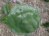Arenaria alfacarensis - Sandwort