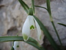 Galanthus nivalis 'Viridapice' - Snowdrop