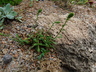 Petrophytum cinerascens - Halfshrub Rockmat Chelan Rockmat