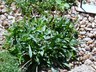 Noccaea bellidifolia