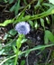 Globularia bisnagarica - Globe Daisy
