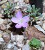 Phemeranthus brevifolius - Pygmy Fameflower