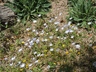 Nemophila maculata - Fivespot Calico Flower