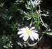 Rhodanthemum atlanticum - Moroccan Daisy