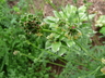 Sanguisorba officinalis - Salad Burnet Greater Burnet