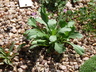 Dieteria bigelovii var. bigelovii - Bigelow's Tansyaster Sticky Aster