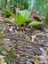Scopolia carniolica 'Zwanenburg' - Russian Belladonna