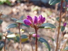 Rhododendron ledebourii - Ledebour's Rhododendron