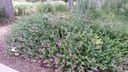 Mirabilis multiflora var. glandulosa - Desert Four O'clock Colorado Four O'clock