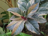 Pseuderanthemum atropurpureum - Purple False Eranthemum