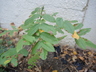 Sorbus scopulina - Greene's Mountain Ash Mountain Ash Rowan Tree