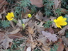 Sternbergia lutea - Winter Daffodil Autumn Daffodil Yellow Starflower Yellow Amaryllis