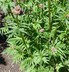 Valeriana officinalis - Common Valerian Garden Heliotrope Valeriana