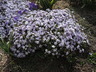 Phlox subulata 'Emerald Blue' - Moss Pink Moss Phlox Mountain Phlox