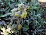 Helichrysum armenium - Armenian Everlasting
